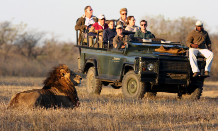 Wildlife safaris