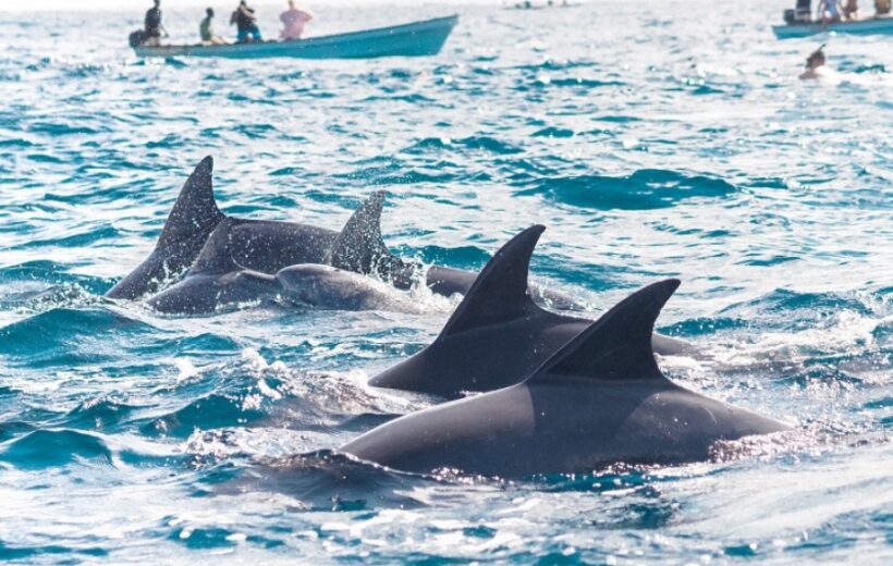 Kizimkazi dolphins: a magical encounter in zanzibar