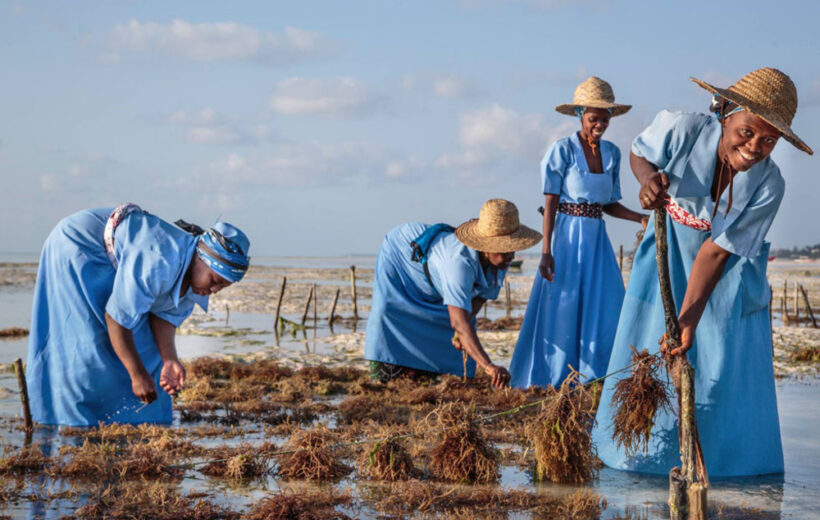 A Fascinating Journey of Seaweed Plantations