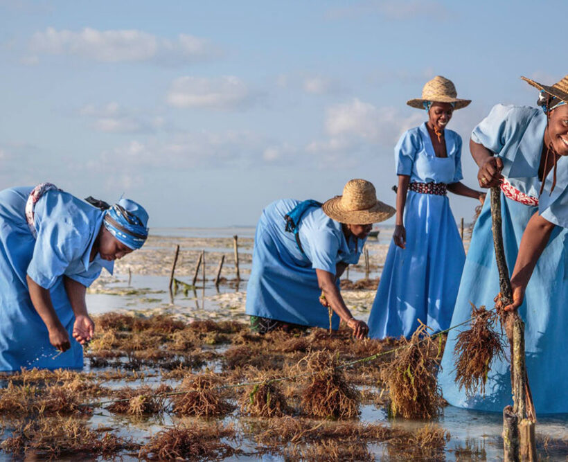 Seaweed plantations 02