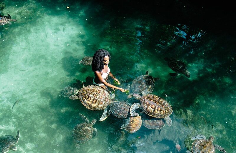 Dive into Adventure: Swimming with Turtles Tour in Zanzibar