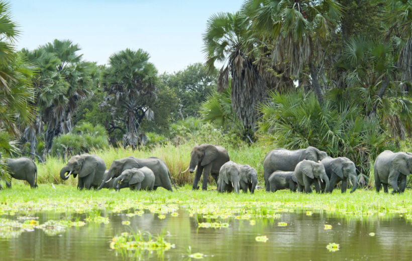 1-Day-Safari to Selous National Park