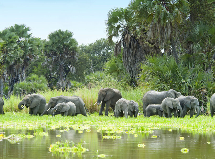 Safari to selous national park 04