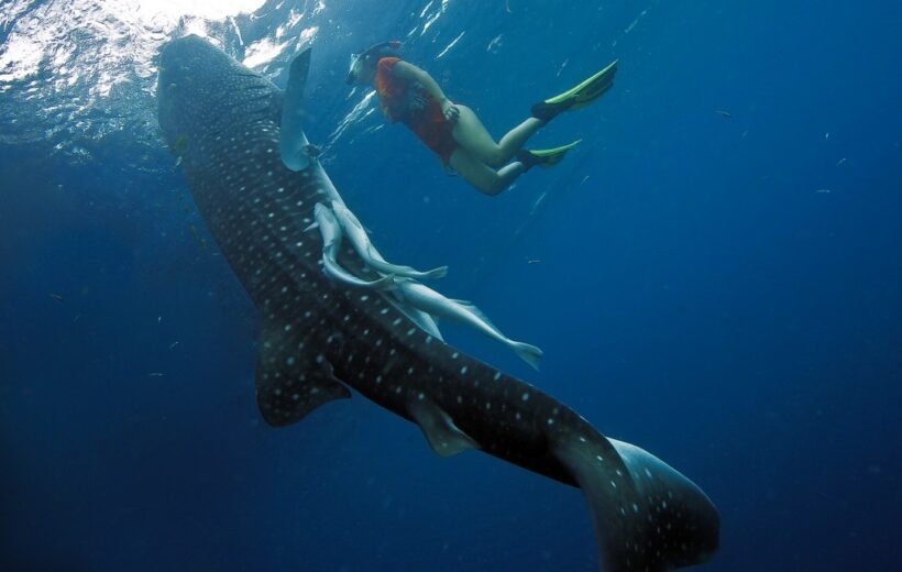 Underwater Romance Retreat: – Dive with Majestic Whale Sharks - Mafia island